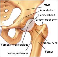 anatomical image of the hip