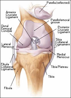 image of the knee by Christy Krames