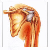 shoulder anatomy